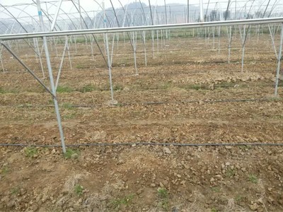 四川夾江葡萄滴灌